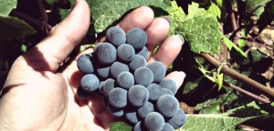 delegat-wine-estate